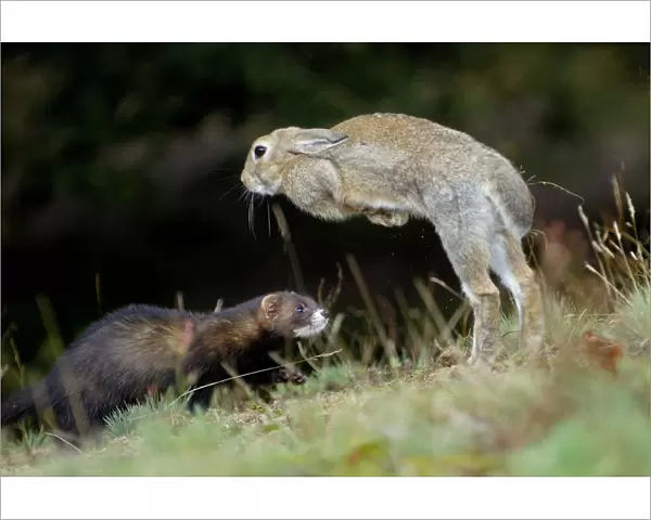 European polecat (Mustela putorius) hunting rabbit which is jumping to escape, Veluwezoom