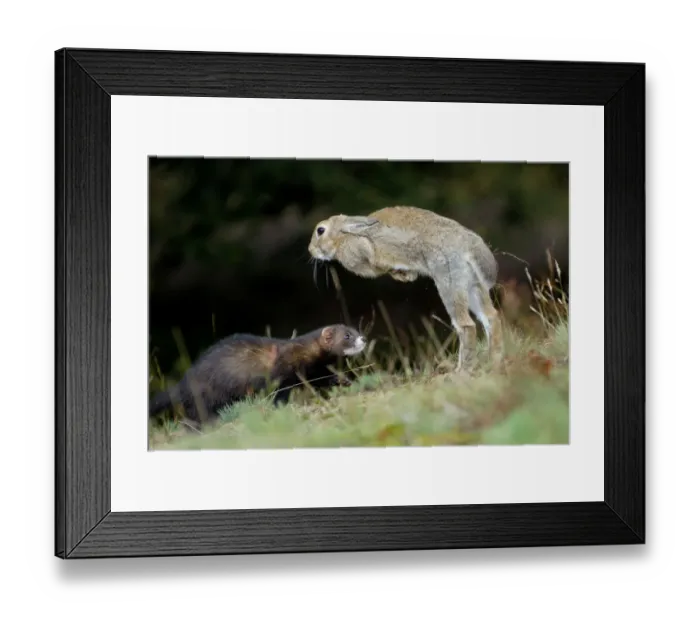 Framed Print : European polecat (Mustela putorius) hunting rabbit which is jumping to escape, Veluwezoom Framed Print : European polecat (Mustela putorius) hunting rabbit which is jumping to escape, Veluwezoom