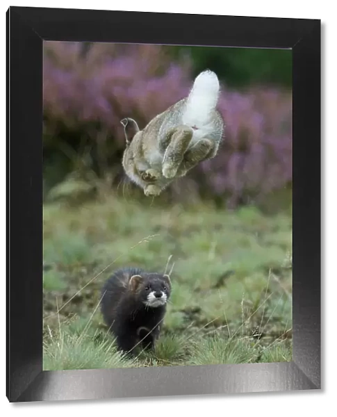 European polecat (Mustela putorius) hunting rabbit which is jumping to get away