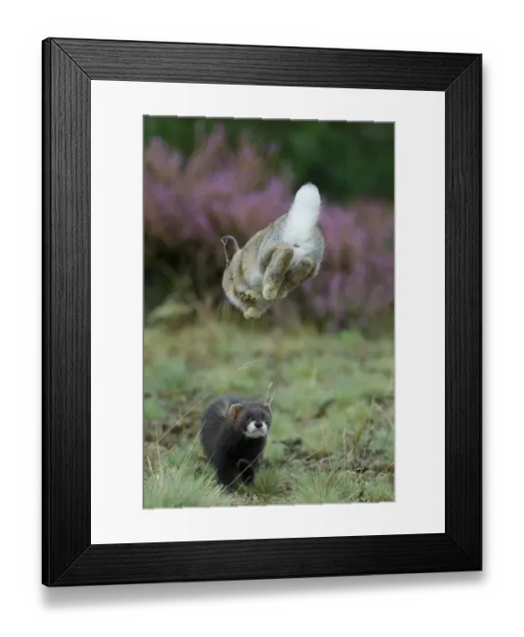 Framed Print : European polecat (Mustela putorius) hunting rabbit which is jumping to get away Framed Print : European polecat (Mustela putorius) hunting rabbit which is jumping to get away