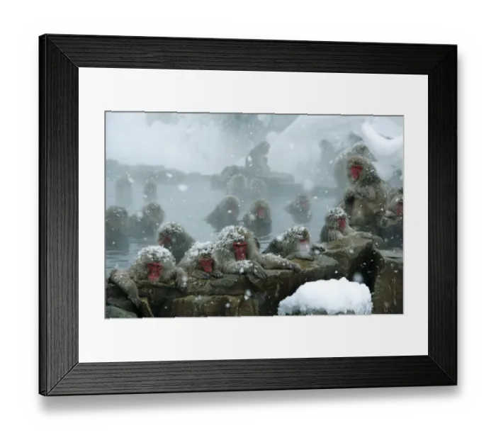 Framed Print : Japanese macaques (Macaca fuscata) warming up by bathing in a hot spring during snowfall Framed Print : Japanese macaques (Macaca fuscata) warming up by bathing in a hot spring during snowfall