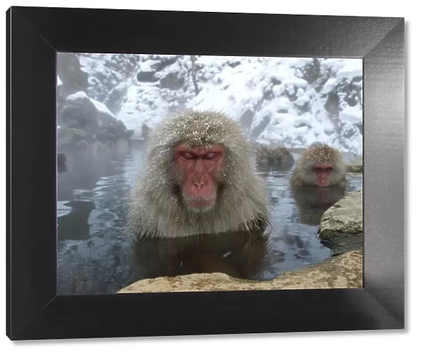 Female Japanese macaques (Macaca fuscata) in a hot spring to keep warm, only females
