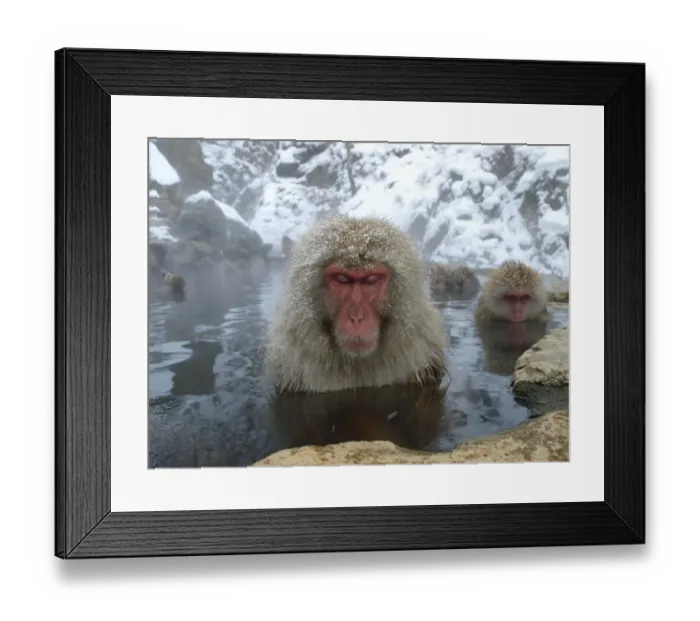 Framed Print : Female Japanese macaques (Macaca fuscata) in a hot spring to keep warm, only females Framed Print : Female Japanese macaques (Macaca fuscata) in a hot spring to keep warm, only females