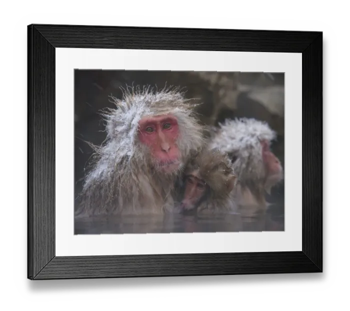 Framed Print : Japanese macaque (Macaca fuscata) holding young while bathing in hot spring to keep warm Framed Print : Japanese macaque (Macaca fuscata) holding young while bathing in hot spring to keep warm