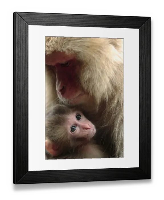 Framed Print : Japanese macaque (Macaca fuscata) nursing one month old baby, Jigokudani, Joshinetsu Kogen NP Framed Print : Japanese macaque (Macaca fuscata) nursing one month old baby, Jigokudani, Joshinetsu Kogen NP