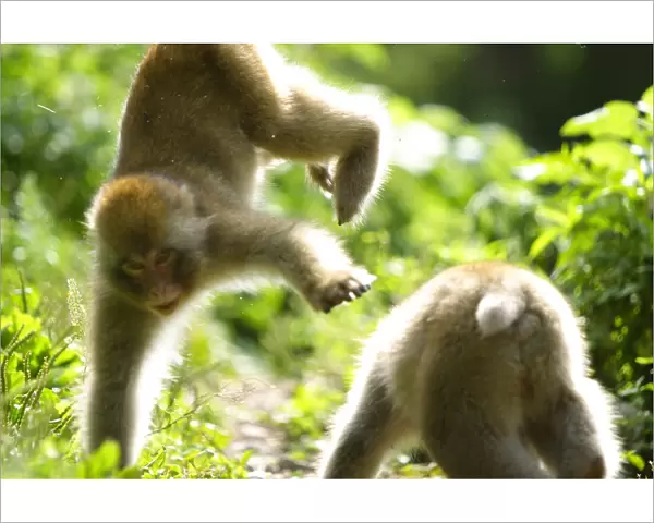 Juvenile Japanese macaques (Macaca fuscata) two years old, playing, Jigokudani, Joshinetsu Kogen NP