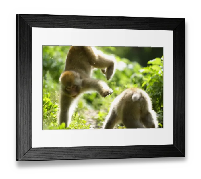 Framed Print : Juvenile Japanese macaques (Macaca fuscata) two years old, playing, Jigokudani, Joshinetsu Kogen NP Framed Print : Juvenile Japanese macaques (Macaca fuscata) two years old, playing, Jigokudani, Joshinetsu Kogen NP
