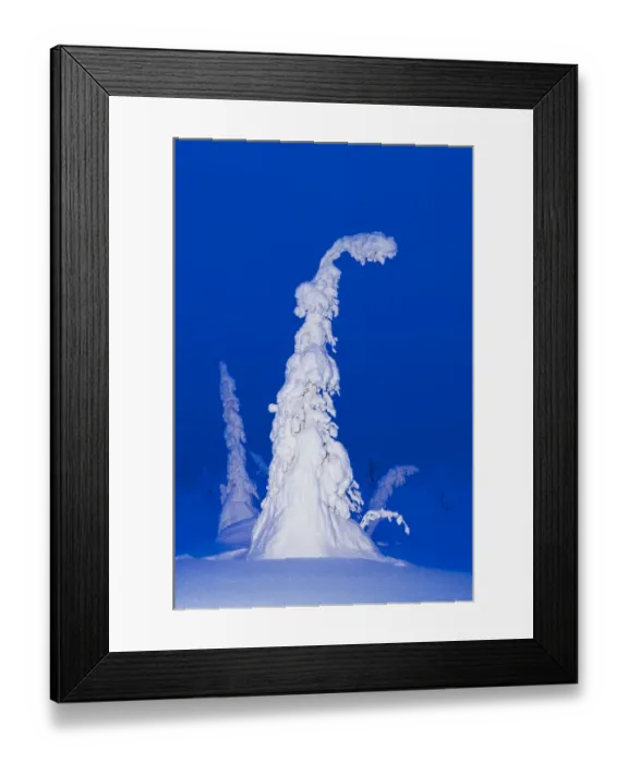 Framed Print : Trees laden with snow and ice (Tykky), Riisitunturi, Finland Framed Print : Trees laden with snow and ice (Tykky), Riisitunturi, Finland