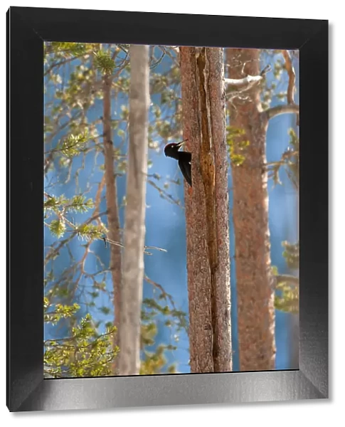 Black woodpecker (Dryocopus martius), in boreal forest, near Posio, Finland