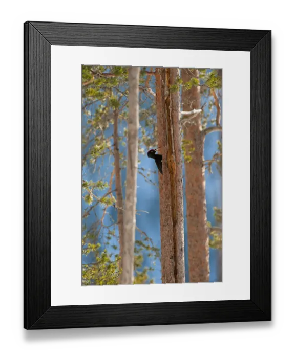 Framed Print : Black woodpecker (Dryocopus martius), in boreal forest, near Posio, Finland Framed Print : Black woodpecker (Dryocopus martius), in boreal forest, near Posio, Finland