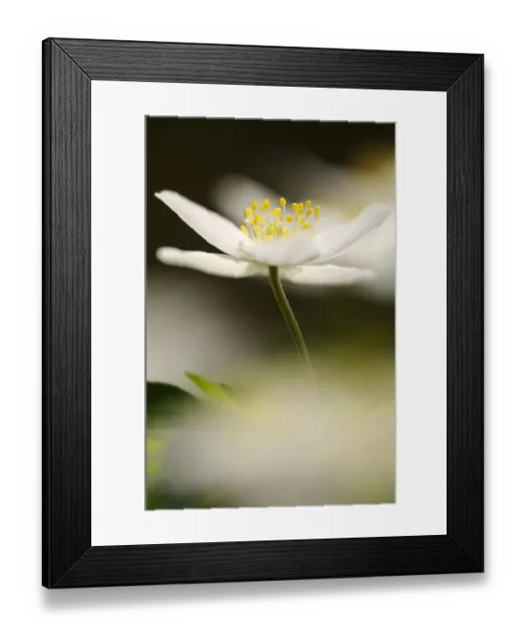Framed Print : Close-up of Wood anemone (Anemone nemorosa) flower, Devon, UK. April Framed Print : Close-up of Wood anemone (Anemone nemorosa) flower, Devon, UK. April