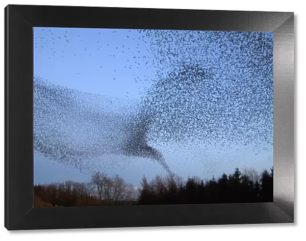 Common starling (Sturnus vulgaris) flock flying towards their night time roost, Scottish Borders