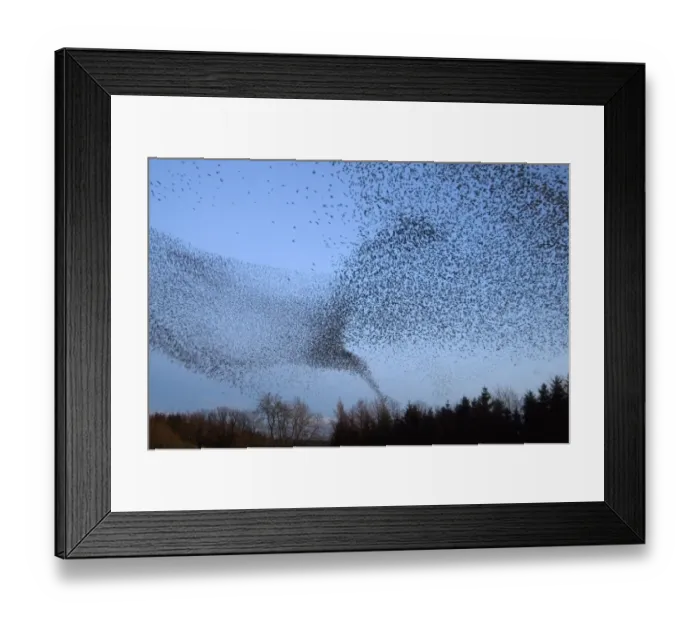 Framed Print : Common starling (Sturnus vulgaris) flock flying towards their night time roost, Scottish Borders Framed Print : Common starling (Sturnus vulgaris) flock flying towards their night time roost, Scottish Borders