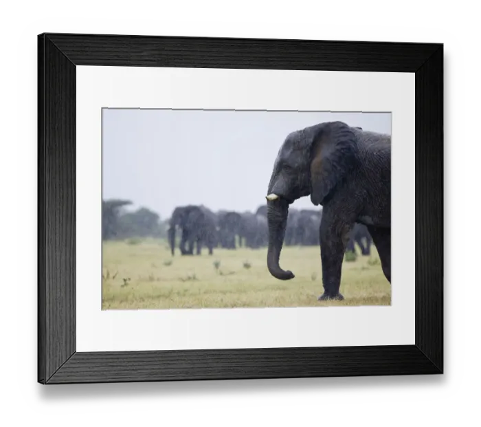 Framed Print : African elephant (Loxodonta africana) in the rain, Etosha National Park, Namibia, January Framed Print : African elephant (Loxodonta africana) in the rain, Etosha National Park, Namibia, January