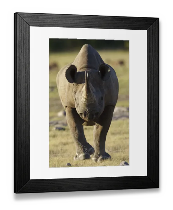 Framed Print : Black rhinoceros (Diceros bicornis) charging, Etosha National Park, Namibia, January Framed Print : Black rhinoceros (Diceros bicornis) charging, Etosha National Park, Namibia, January