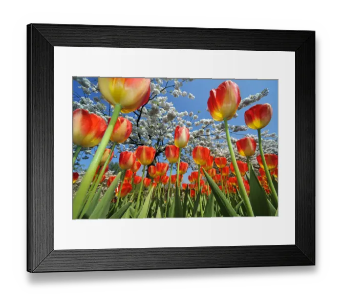Framed Print : Colourful tulips (Tulipa sp. ) and Japanese cherry tree (Prunus serrulata) blossom Framed Print : Colourful tulips (Tulipa sp. ) and Japanese cherry tree (Prunus serrulata) blossom