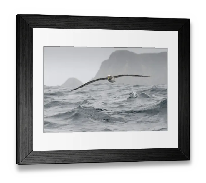Framed Print : Bullers albatross (Thalassarche bulleri) flying over sea, Chatham Islands, off