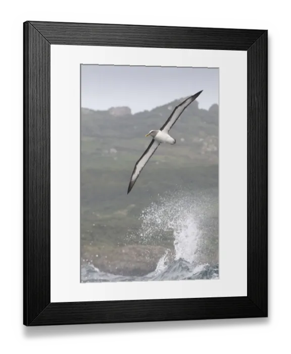 Framed Print : Bullers albatross (Thalassarche bulleri) flying over sea, Chatham Islands, off Framed Print : Bullers albatross (Thalassarche bulleri) flying over sea, Chatham Islands, off