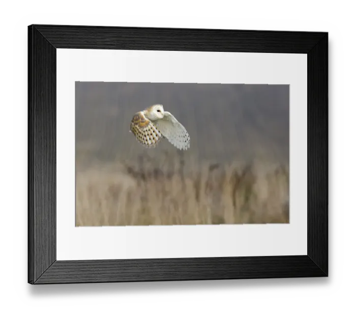 Framed Print : Barn owl (Tyto alba) in flight over reeds, captive, UK Framed Print : Barn owl (Tyto alba) in flight over reeds, captive, UK