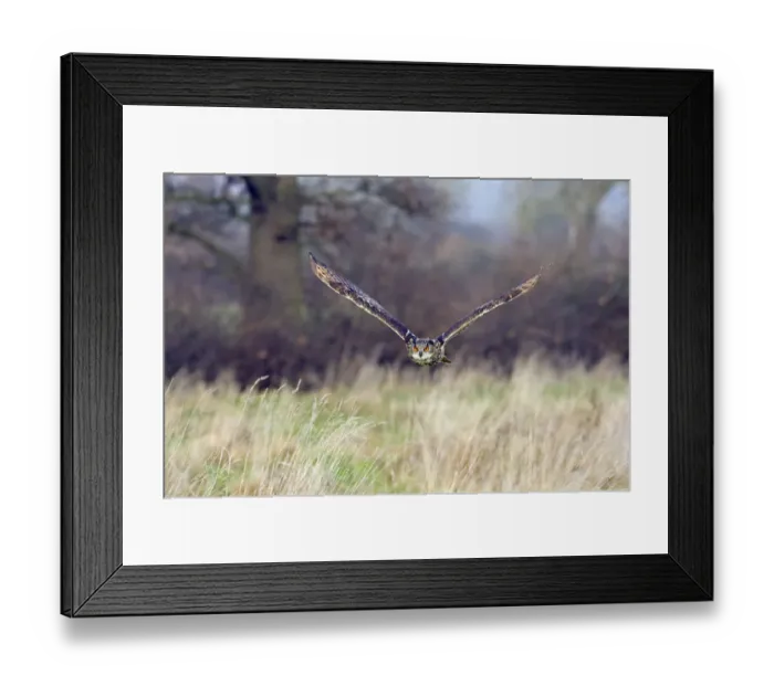 Framed Print : Eagle owl (Bubo bubo) flying low over grassland, captive, UK