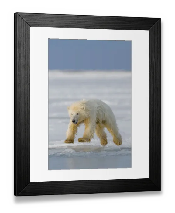 Framed Print : Spring cub Polar bear (Ursus maritimus) jumping from newly forming pack ice, Arctic coast Framed Print : Spring cub Polar bear (Ursus maritimus) jumping from newly forming pack ice, Arctic coast