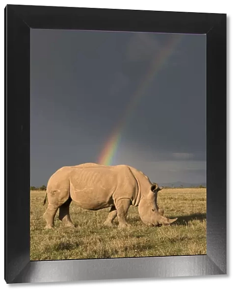 Southern white rhinoceros (Ceratotherium simum simum) with rainbow and storm clouds