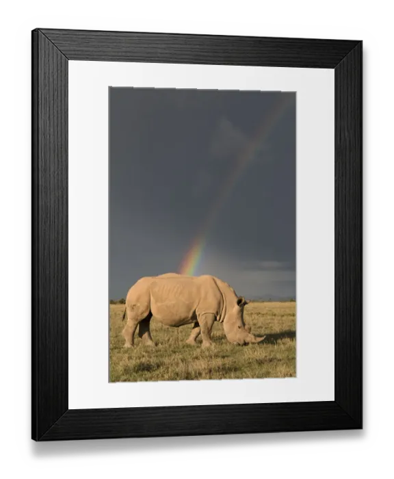 Framed Print : Southern white rhinoceros (Ceratotherium simum simum) with rainbow and storm clouds Framed Print : Southern white rhinoceros (Ceratotherium simum simum) with rainbow and storm clouds