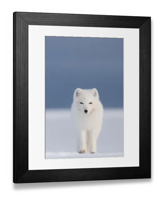Framed Print : Arctic fox (Vulpes / Alopex lagopus) red faced from feeding on a whale carcass, 1002 Framed Print : Arctic fox (Vulpes / Alopex lagopus) red faced from feeding on a whale carcass, 1002