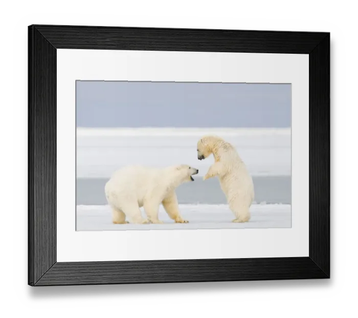 Framed Print : Polar bear (Ursus maritimus) two years, plays with a spring cub on newly formed pack Framed Print : Polar bear (Ursus maritimus) two years, plays with a spring cub on newly formed pack