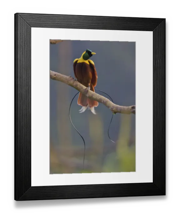 Framed Print : Red Bird of Paradise (Paradisaea rubra) adult male at lek display site in the top Framed Print : Red Bird of Paradise (Paradisaea rubra) adult male at lek display site in the top