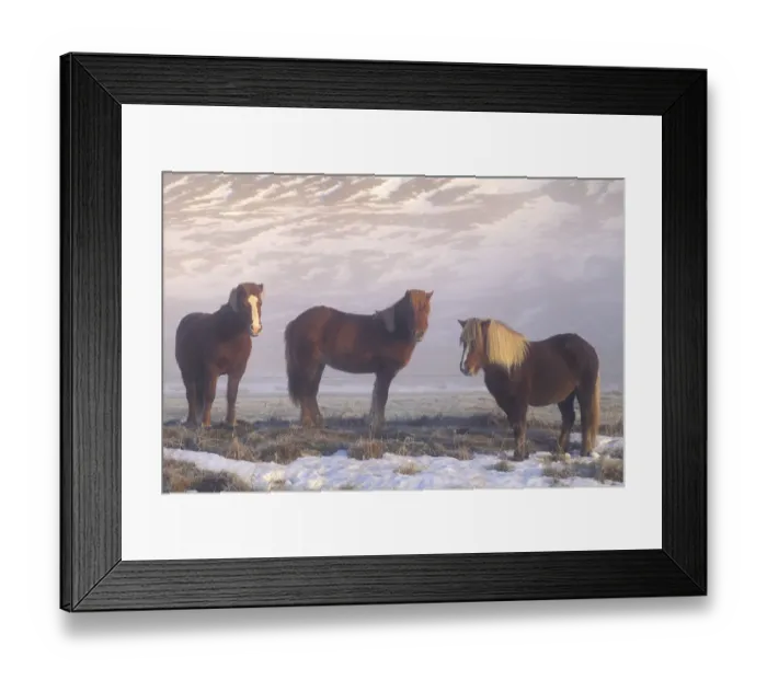 Framed Print : Iceland Ponies during winter, Iceland 2005 Framed Print : Iceland Ponies during winter, Iceland 2005