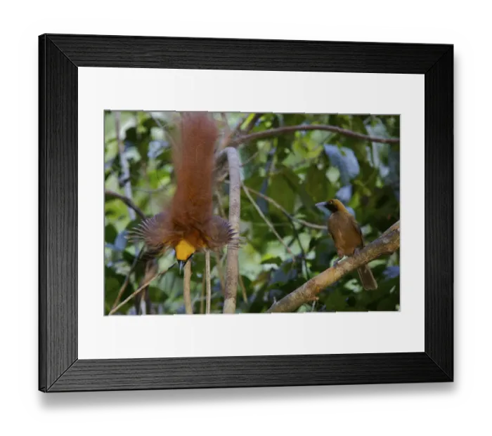 Framed Print : Goldies Bird of Paradise (Paradisaea decora) male displaying to female at lek