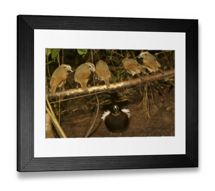 Framed Print : Male Carolas Parotia (Parotia carolae) bird of paradise displaying on his display Framed Print : Male Carolas Parotia (Parotia carolae) bird of paradise displaying on his display
