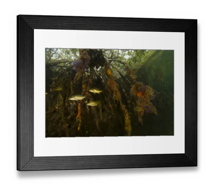 Framed Print : Snappers {Lutjanidae} amongst the roots of Red Mangrove trees {Rhizophora mangle} Framed Print : Snappers {Lutjanidae} amongst the roots of Red Mangrove trees {Rhizophora mangle}