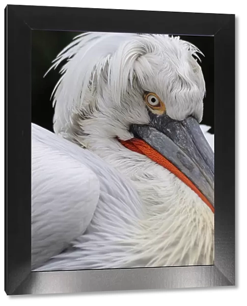 Dalmatian pelican (Pelecanus crispus) portrait, captive