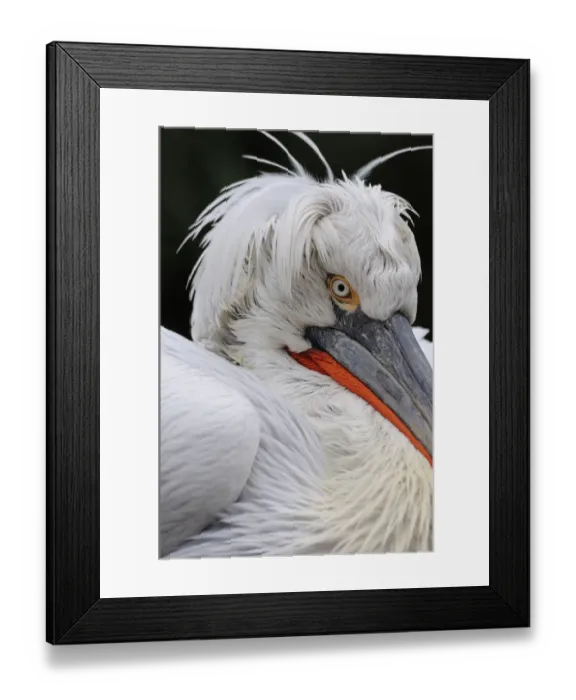 Framed Print : Dalmatian pelican (Pelecanus crispus) portrait, captive Framed Print : Dalmatian pelican (Pelecanus crispus) portrait, captive
