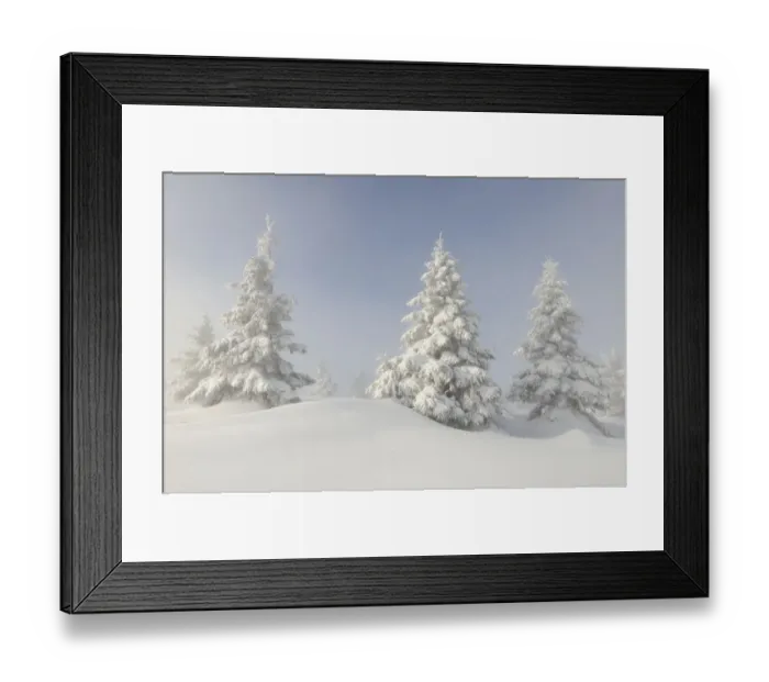 Framed Print : European Silver firs (Abies alba / pectinata) on Hauts Fourneaux, Ballon des Vosges Nature Park Framed Print : European Silver firs (Abies alba / pectinata) on Hauts Fourneaux, Ballon des Vosges Nature Park