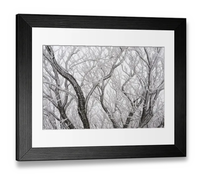 Framed Print : Frost covered branches, Ballon des Vosges Nature Park, Haut Rhin, Alsace, France Framed Print : Frost covered branches, Ballon des Vosges Nature Park, Haut Rhin, Alsace, France