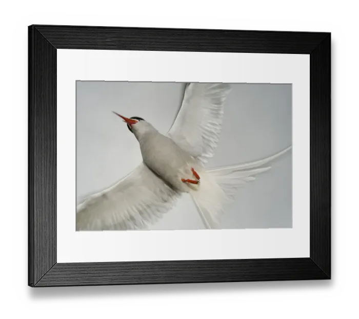 Framed Print : Arctic Tern (Sterna paradisaea) in flight, West coast of Iceland, July 2008 Framed Print : Arctic Tern (Sterna paradisaea) in flight, West coast of Iceland, July 2008