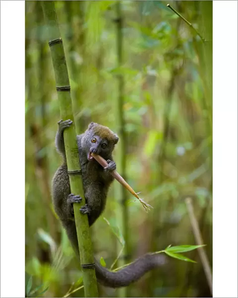 Eastern Grey Bamboo Lemur (Hapalemur griseus) feeding on bamboo shoot, Andasibe-Mantadia