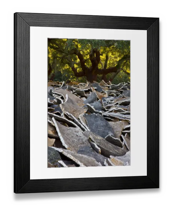 Framed Print : Cork from the bark of Cork oak trees {Quercus suber} Parque Natural de los Alcornocales Framed Print : Cork from the bark of Cork oak trees {Quercus suber} Parque Natural de los Alcornocales