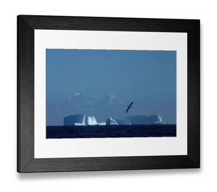 Framed Print : Black browed albatross flying over iceberg {Thalassarche melanophrys} South Georgia Framed Print : Black browed albatross flying over iceberg {Thalassarche melanophrys} South Georgia