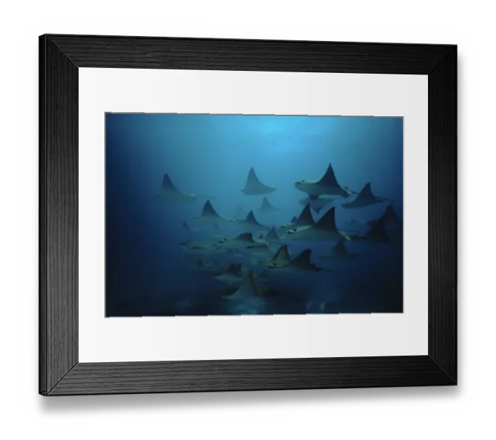 Framed Print : Bat rays (Myliobatis californica) schooling, Redondo Rock, Galapagos Is Framed Print : Bat rays (Myliobatis californica) schooling, Redondo Rock, Galapagos Is