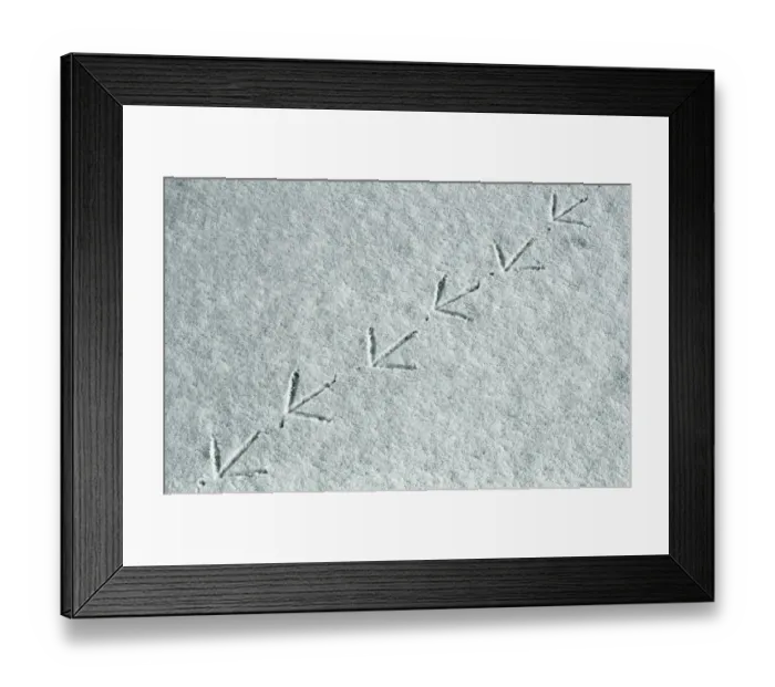 Framed Print : Moorhen {Gallinula chloropus} tracks in snow, UK Framed Print : Moorhen {Gallinula chloropus} tracks in snow, UK