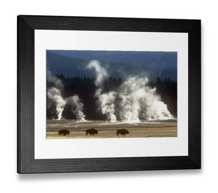 Framed Print : Landscape with Bison {Bison bison} and steam from geysers, Yellowstone NP, Wyoming, USA Framed Print : Landscape with Bison {Bison bison} and steam from geysers, Yellowstone NP, Wyoming, USA
