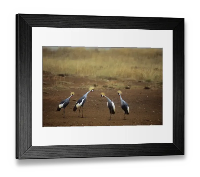 Framed Print : Four Crowned cranes {Balearica regulorum} Kenya Framed Print : Four Crowned cranes {Balearica regulorum} Kenya