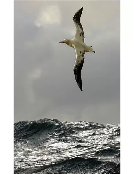 Wandering albatross {Diomedea exulans} flying over open ocean, South Atlantic