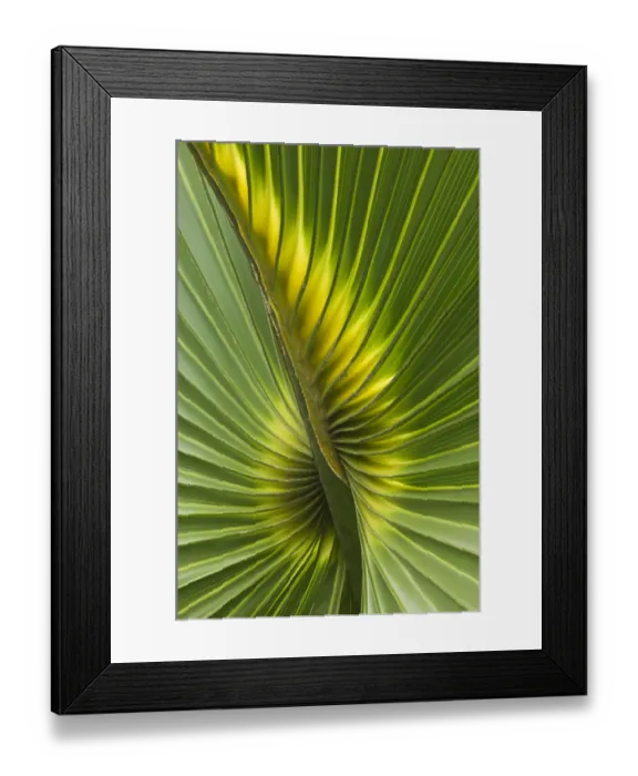 Framed Print : Detail of leaf of Cabbage Palmetto (Sabal palmetto) Sanibel Island, Florida, USA Framed Print : Detail of leaf of Cabbage Palmetto (Sabal palmetto) Sanibel Island, Florida, USA