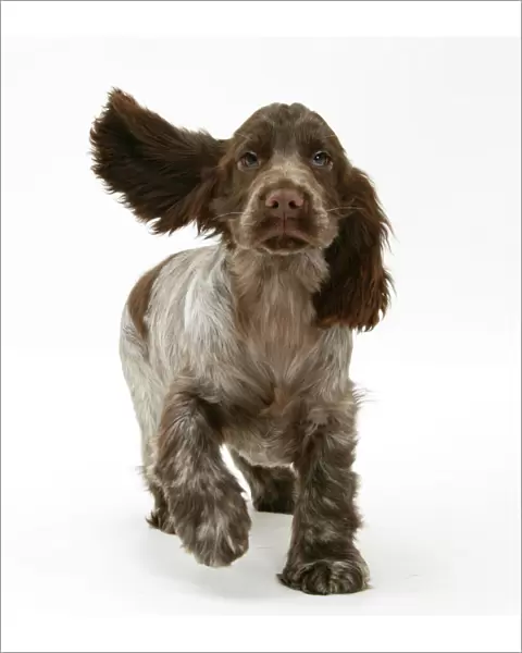 Chocolate roan Cocker Spaniel puppy, Topaz, 12 weeks, running with ears flapping