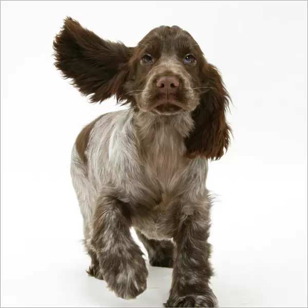 Chocolate roan Cocker Spaniel puppy, Topaz, 12 weeks, running with ears flapping